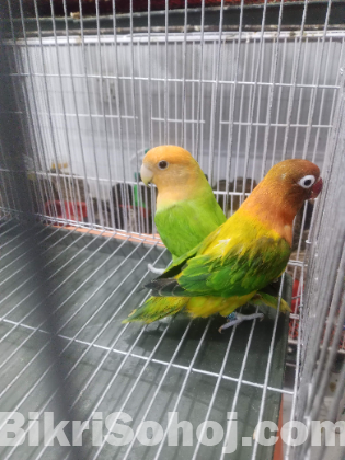 love bird